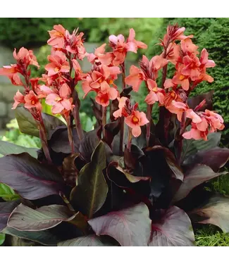 Canna Angelique Bundle of 5 Bare Root Rhizomes