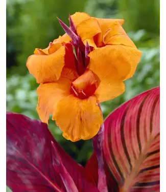 Canna Durban