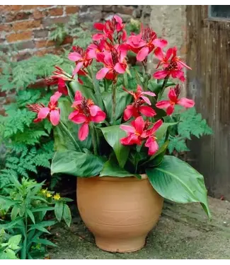 Canna Pink Beauty Bundle of 5 Bare Root Rhizomes