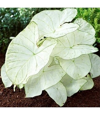 Caladium Moonlight #1 bare bulb