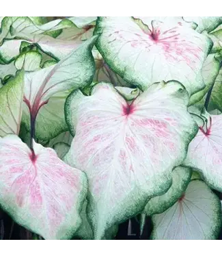 Caladium White Lightning #1 bare bulb