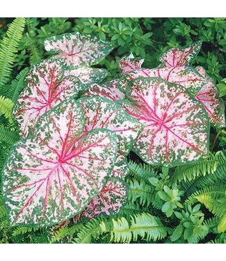 Caladium Carolyn Whorton Jumbo bare bulb