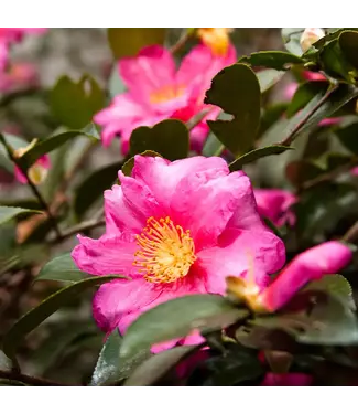 Camellia 'Shi-Shi' 3G