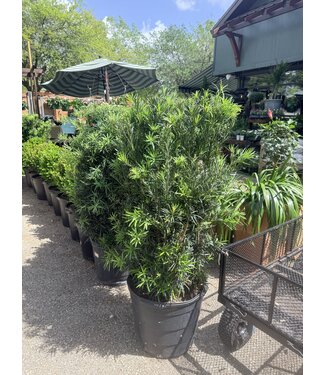 The Plant Shoppe Japanese Yew 7G