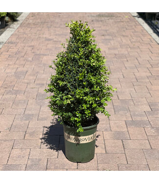 Green Mountain Boxwood "Cone" 5G