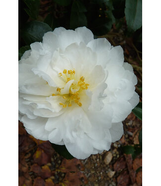 Camellia 'Mine No Yuki' 3G