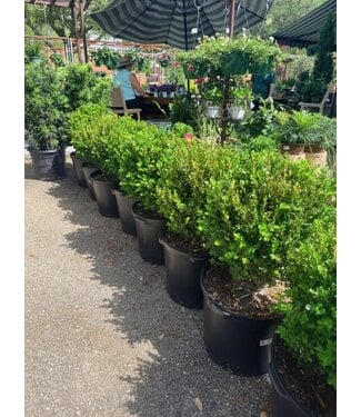 Green Mountain Boxwood "Globe" 5G