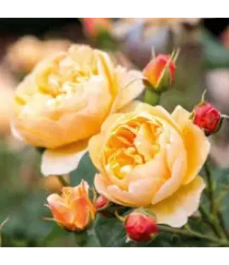 David Austin Rose  Roald Dahl 3G