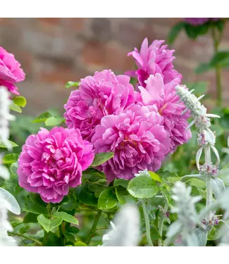 David Austin Rose Princess Anne 3G