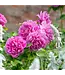 David Austin Rose Princess Anne 3G