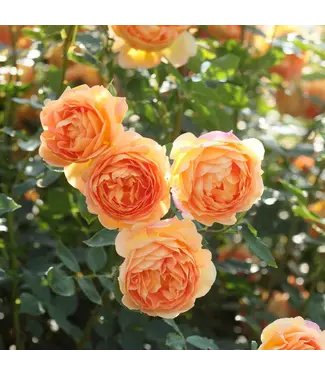 David Austin Roses David Austin Rose Lady of Shallot 3gal