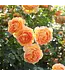 David Austin Roses David Austin Rose Lady of Shallot 3gal
