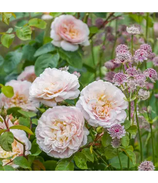 David Austin Rose - Emily Bronte 3G