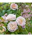 David Austin Rose - Emily Bronte 3G
