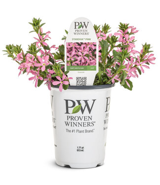 Proven Winner Scaevola Stardiva Pink PW 1q