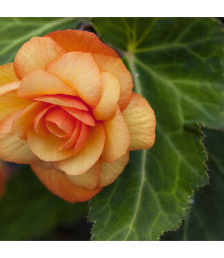 Proven Winner HB Begonia "Illumination"  10" Hanging Basket PW