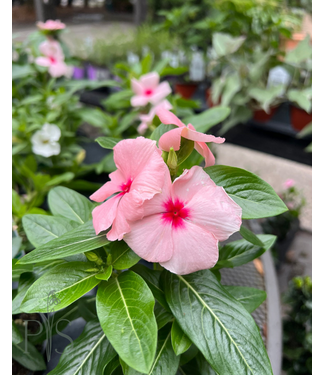Vinca, Cora Cascade Apricot 4.25"