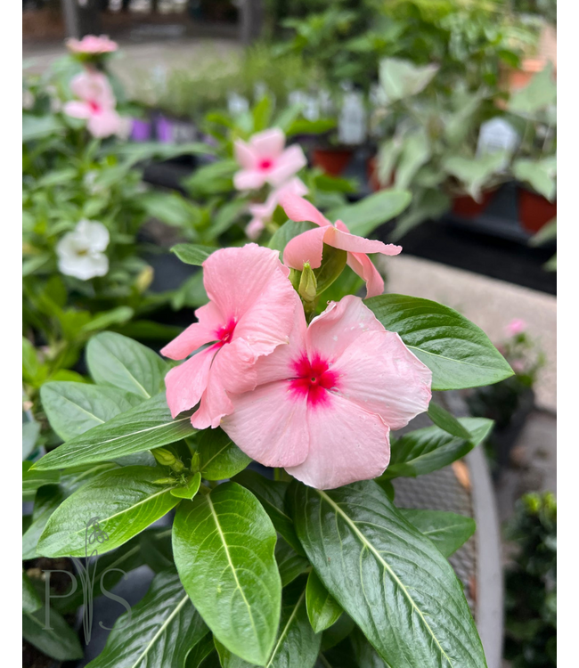 Vinca, Cora Cascade Apricot 4.25"