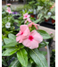 Vinca, Cora Cascade Apricot 4.25"