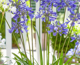 The Best Time to Plant Is Now