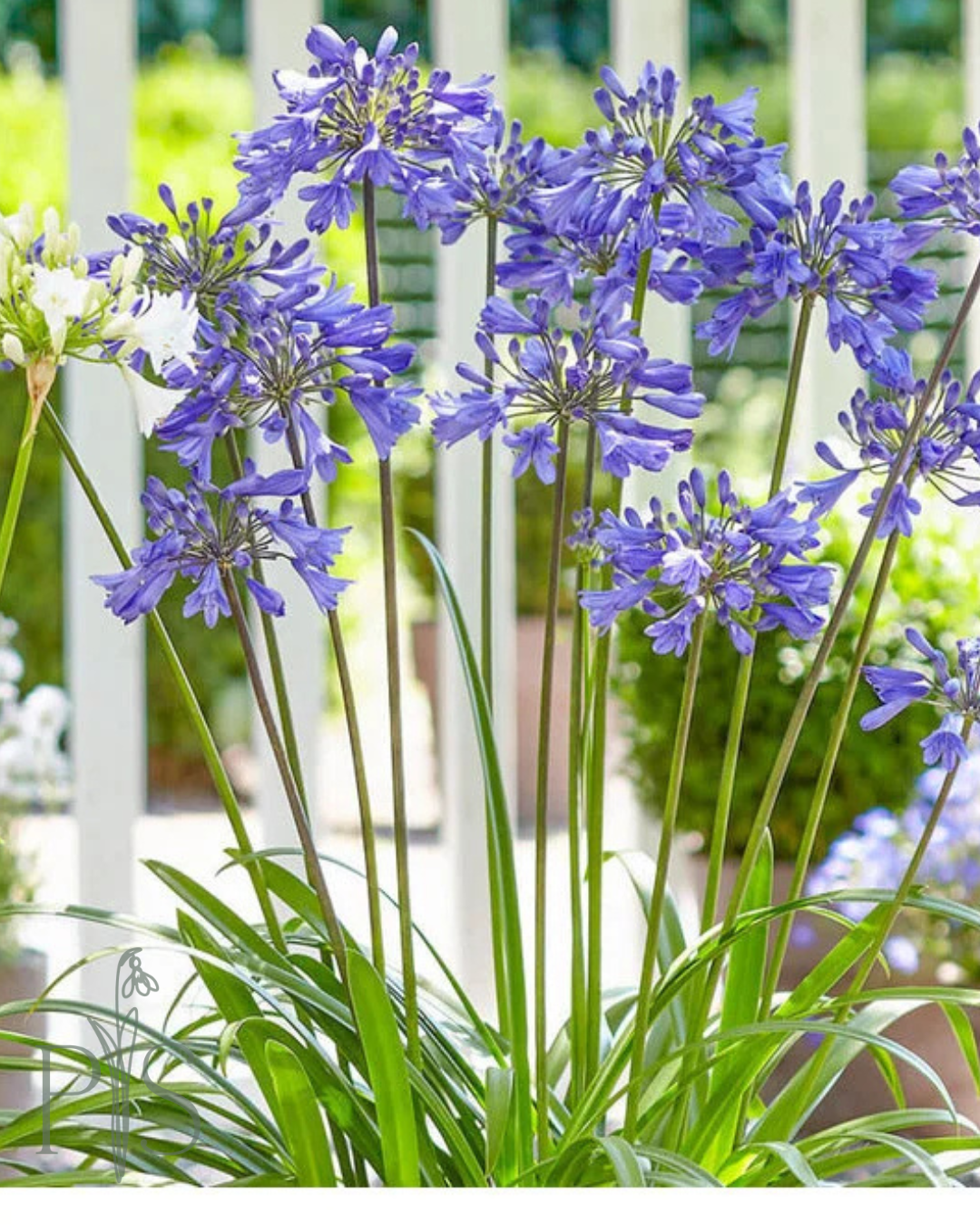 The Best Time to Plant Is Now