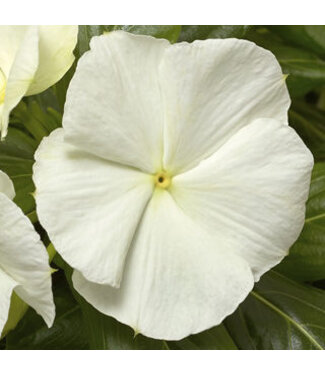 Vinca Cora Cascade White 4 1/4"