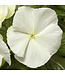 Vinca Cora Cascade Asst 4.25"