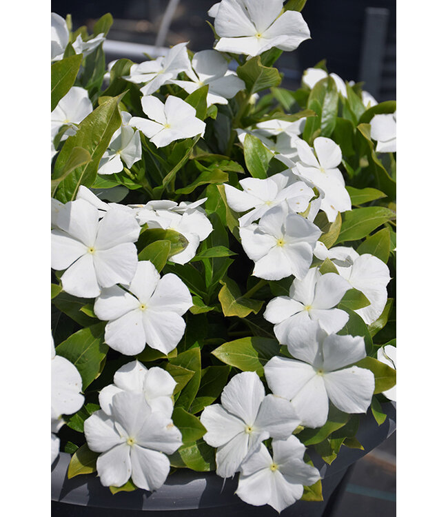 Vinca Cora Cascade White 4 1/4"