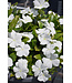 Vinca Cora Cascade White 4 1/4"