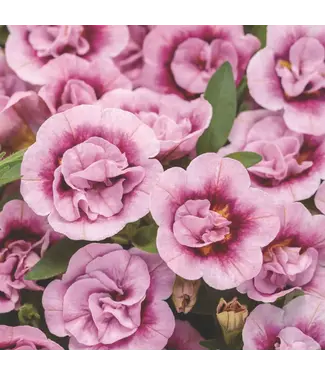 Proven Winner Calibrachoa 'Double Smitten Pink' PW 1q