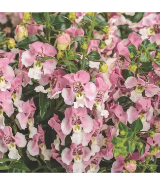 Proven Winner Angelonia 'Wedgewood Pink' PW 1qt