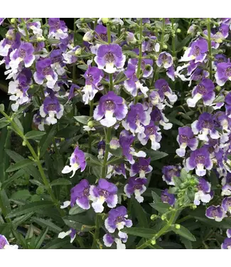 Proven Winner Angelonia 'Wedgewood Blue'  PW 1 qt