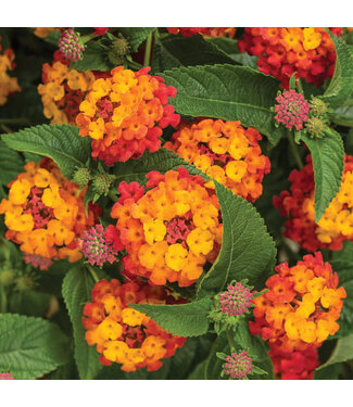 Proven Winner Lantana Luscious "Citrus Blend" PW  1Q