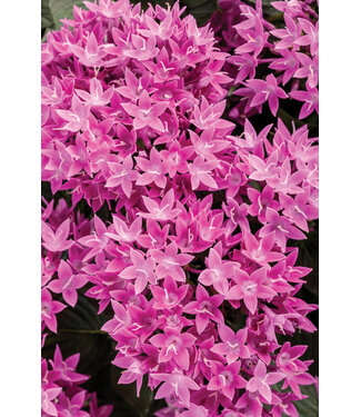 Proven Winner Pentas Sunstar Lavender PW 1q