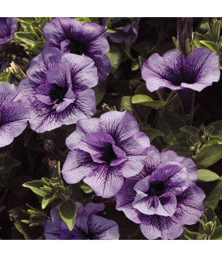Petunia Supertunia  Priscilla PW 1Q