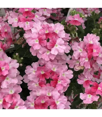 Proven Winner Verbena 'Superbena Sparkling Rose' PW 1q