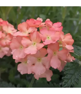 Verbena 'Superbena Peachy Keen' PW 1q