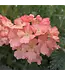 Proven Winner Verbena 'Superbena' Asst Colors  PW 1q