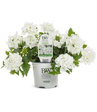 Verbena 'Superbena Whiteout' PW 1q