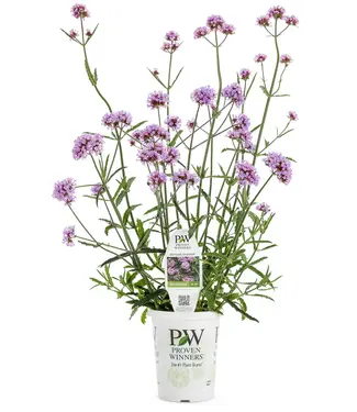 Proven Winner Verbena 'Meteor Shower' 1Q PW