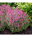 Agastache, Rosie Posie 1G
