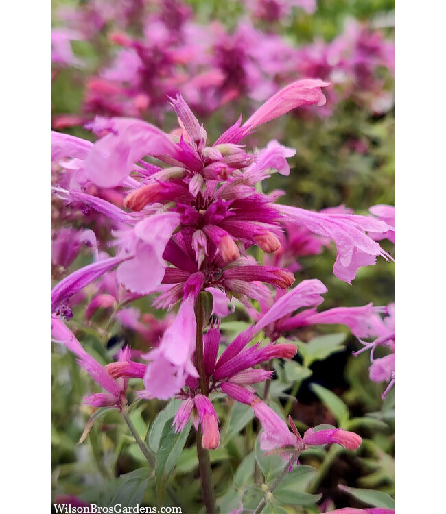 Agastache, Rosie Posie 1G