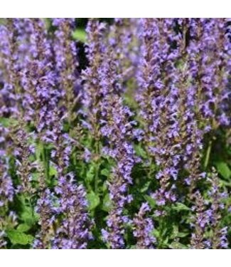 Agastache Blue Bayou 1G