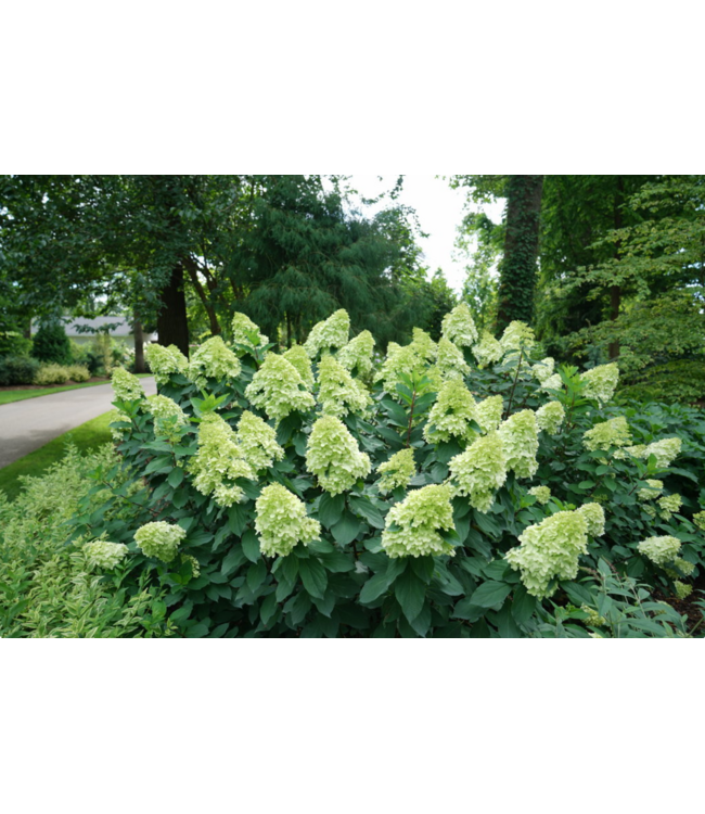Proven Winner Hydrangea LIMELIGHT 3G PW