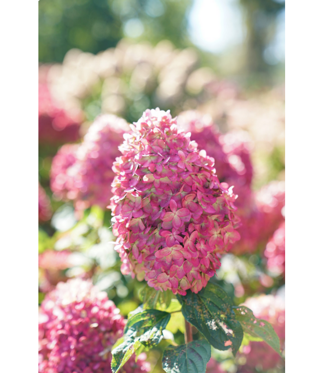 Proven Winner Hydrangea LIMELIGHT 3G PW