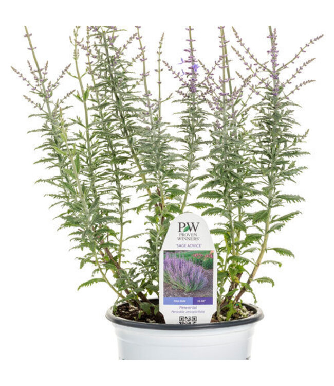 Russian Sage Sage Advice PW 1G