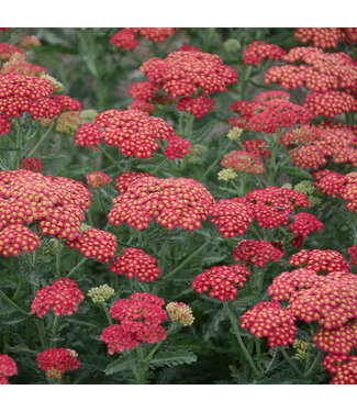 Proven Winner Achillea Firefly Red Pop PW 1G