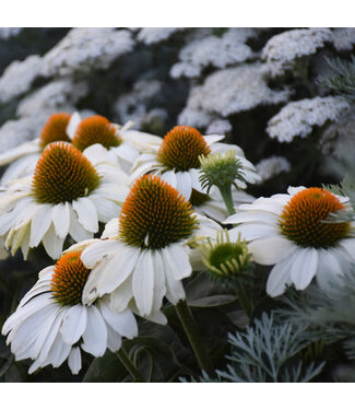 Proven Winner Echinacea Coneflower Price is White PW 1G