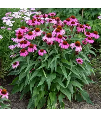 Proven Winner Echinacea Coneflower Fuchsia is Bright PW 1G
