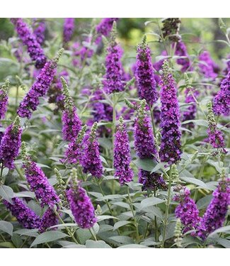 Proven Winner Buddleia Butterfly Bush Miss Violet PW 3gal